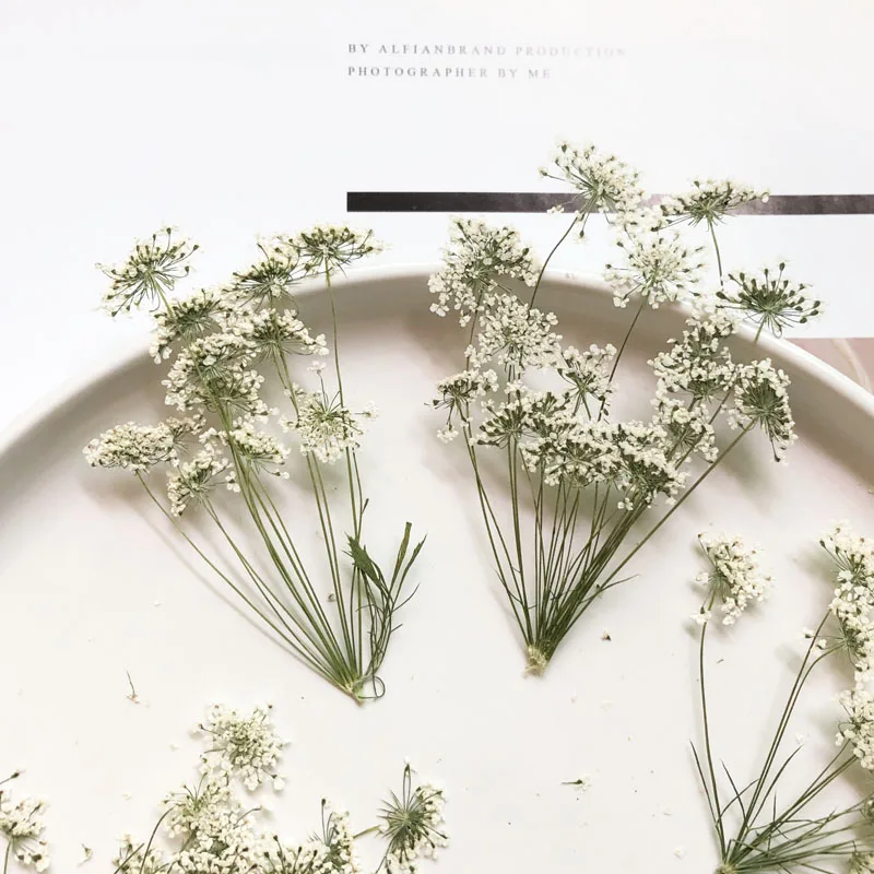 Dried Flower Bouquet - 5-7 cm/12 piezas, flores pequeñas de