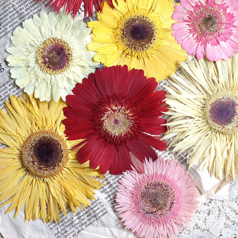 Dried Flower Bouquet - 1 Uds./79 cm, Gerbera prensado flores