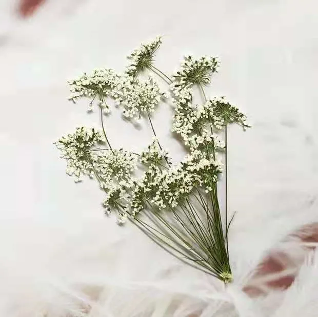 5-7 cm/12 piezas, flores peque - Dried Flower Bouquet reseña y precio