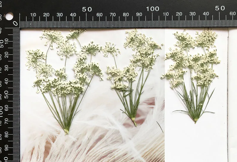 5-7 cm/12 piezas, flores peque - Dried Flower Bouquet reseña y precio
