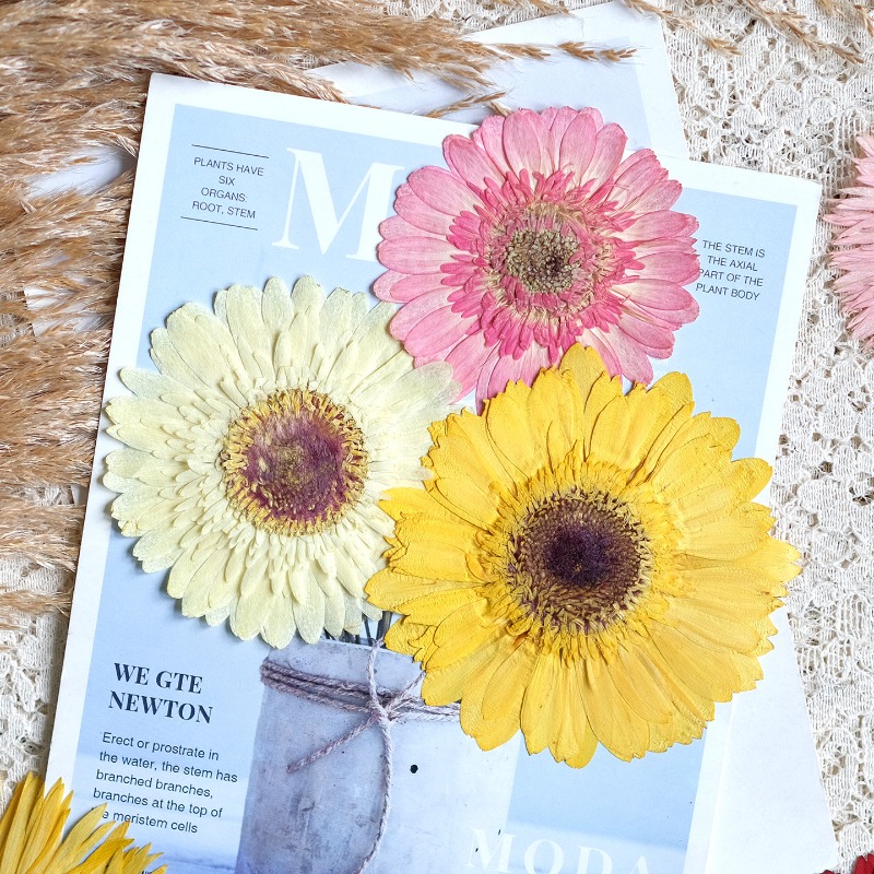 1 Uds./79 cm, Gerbera prensado - Dried Flower Bouquet reseña y precio