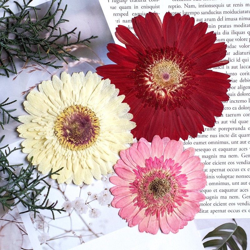 1 Uds./79 cm, Gerbera prensado - Dried Flower Bouquet reseña y precio