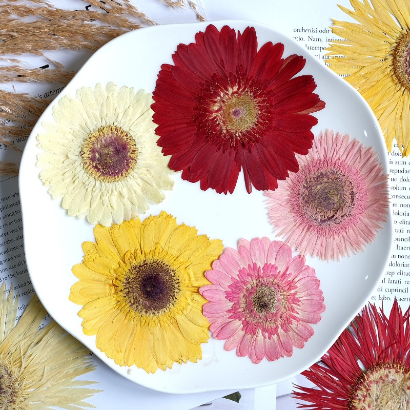 1 Uds./79 cm, Gerbera prensado - Dried Flower Bouquet reseña y precio