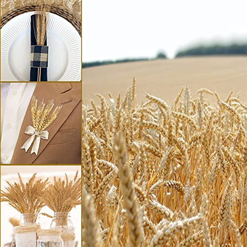Tallos de trigo secos de 50/10 - Dried Flower Bouquet reseña y precio