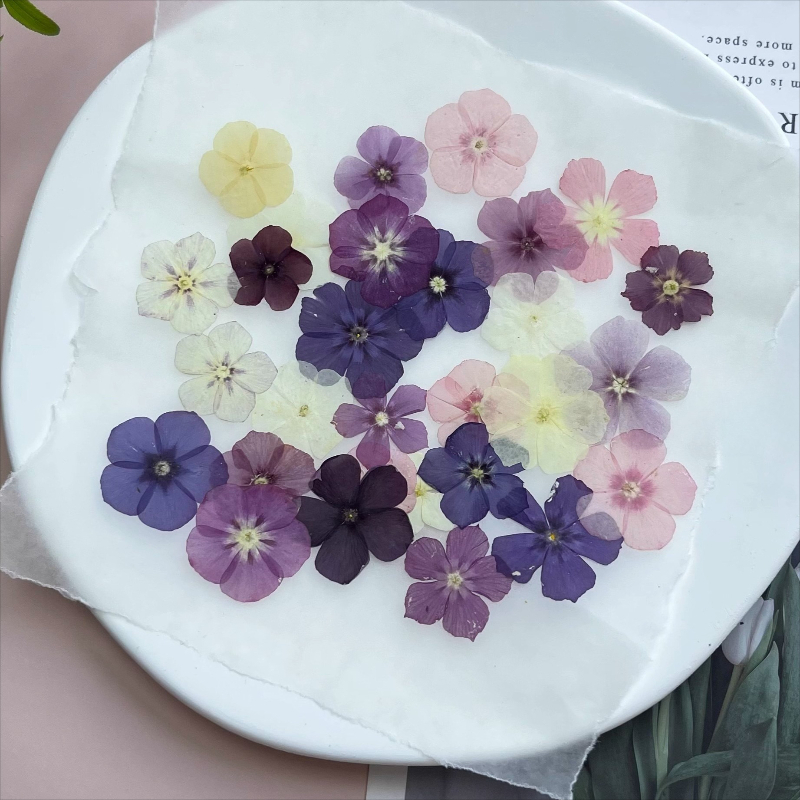 12 Uds., flores secas prensada - Dried Flower Bouquet reseña y precio