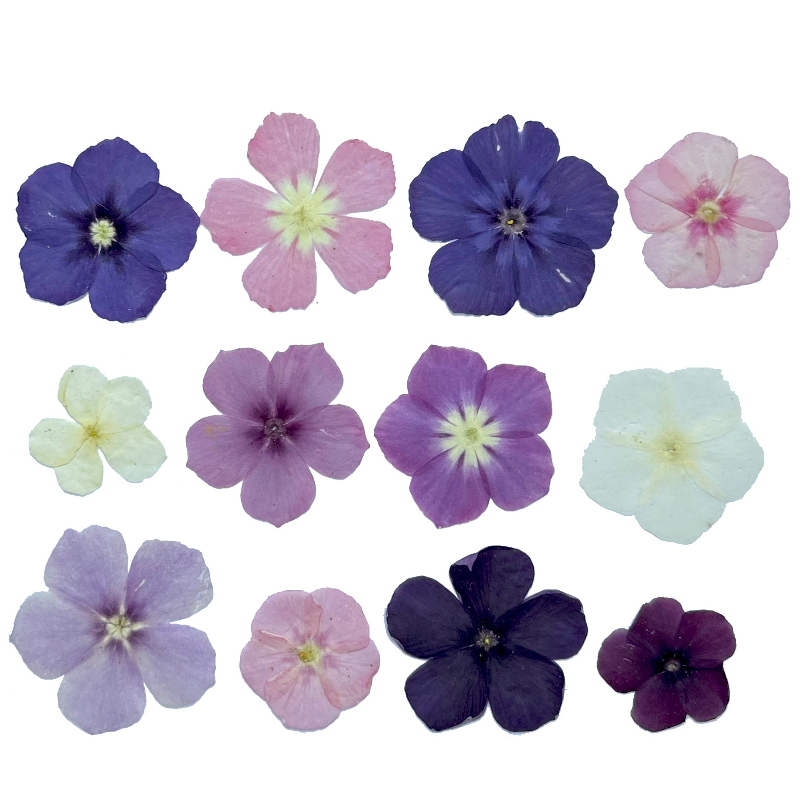 12 Uds., flores secas prensada - Dried Flower Bouquet reseña y precio